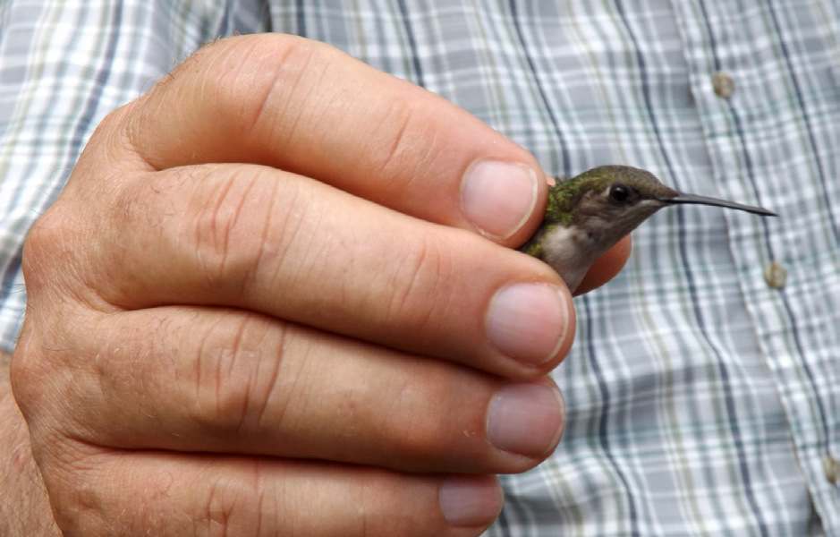 Stoeckin's Orchard Hummingbird Festival